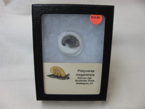 Platyceras Gastropod #6