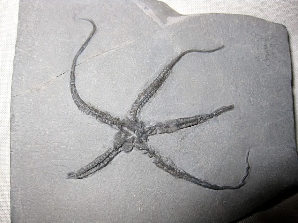 Protaster Brittle Star #1 - Image 2