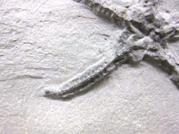 Protaster Brittle Star #1 - Image 5