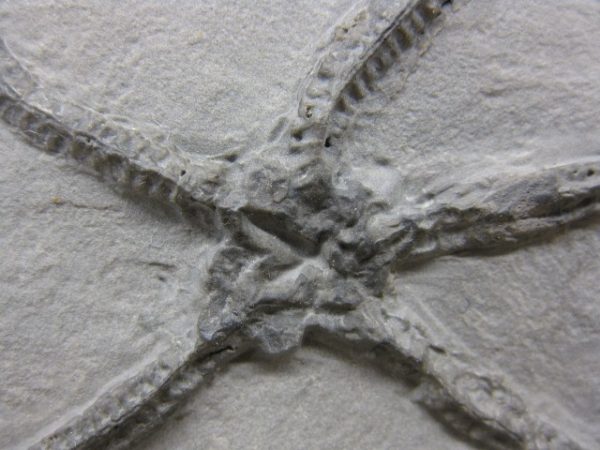 Protaster Brittle Star #1 - Image 3