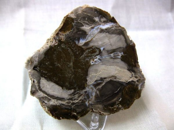 Genuine Small Petrified Wood From Madagascar For Sale- Triassic Age #12