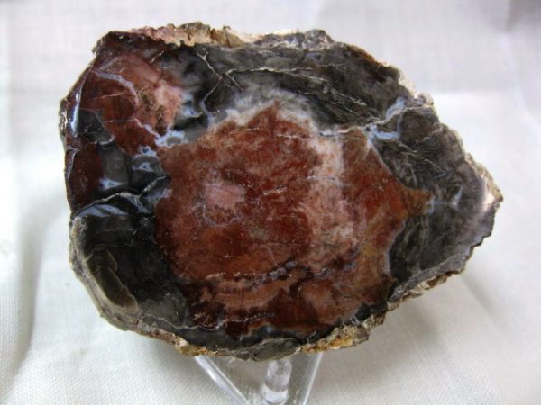 Genuine Small Petrified Wood From Madagascar For Sale- Triassic Age #15