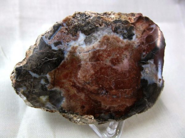 Genuine Small Petrified Wood From Madagascar For Sale- Triassic Age #15a