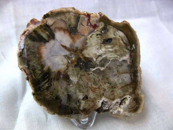 Genuine Small Petrified Wood From Madagascar For Sale- Triassic Age #16