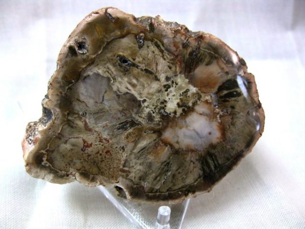 Genuine Small Petrified Wood From Madagascar For Sale- Triassic Age #16a