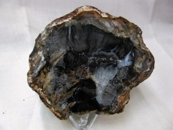 Genuine Small Petrified Wood From Madagascar For Sale- Triassic Age #18