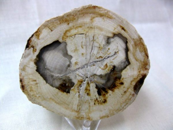 Genuine Small Petrified Wood From Madagascar For Sale- Triassic Age #2