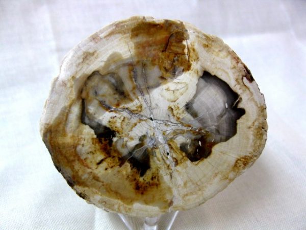 Genuine Small Petrified Wood From Madagascar For Sale- Triassic Age #2a