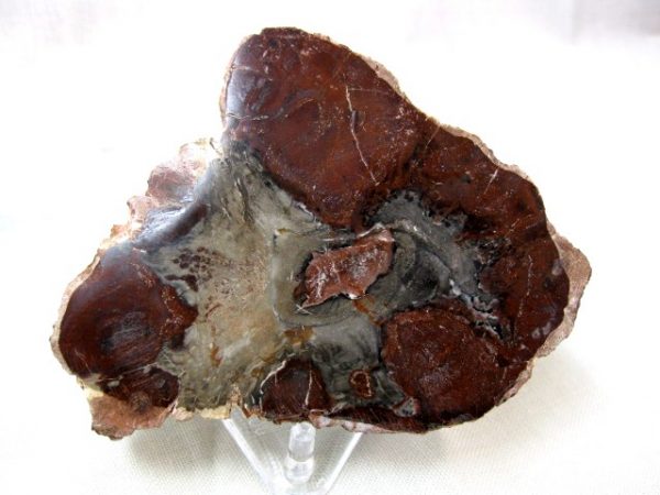 Genuine Small Petrified Wood From Madagascar For Sale- Triassic Age #3a