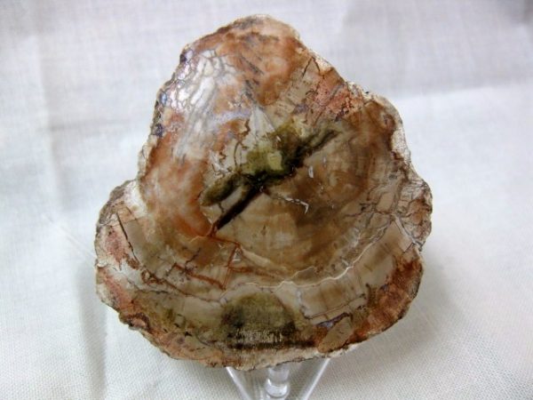 Genuine Small Petrified Wood From Madagascar For Sale- Triassic Age #6