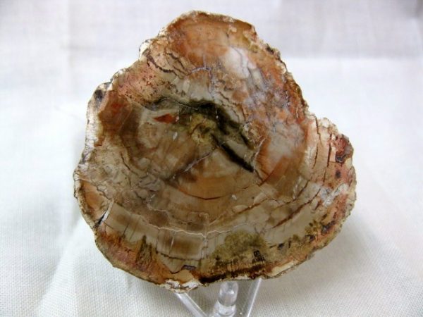 Genuine Small Petrified Wood From Madagascar For Sale- Triassic Age #6a