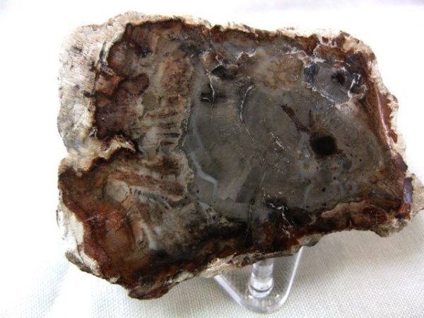 Genuine Small Petrified Wood From Madagascar For Sale- Triassic Age #8