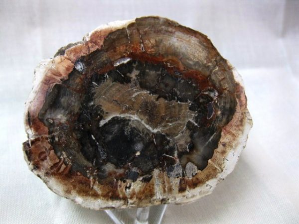 Genuine Small Petrified Wood From Madagascar For Sale- Triassic Age #9