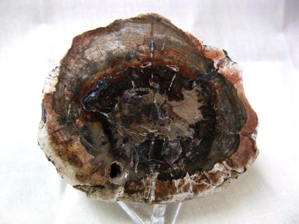 Genuine Small Petrified Wood From Madagascar For Sale- Triassic Age #9a