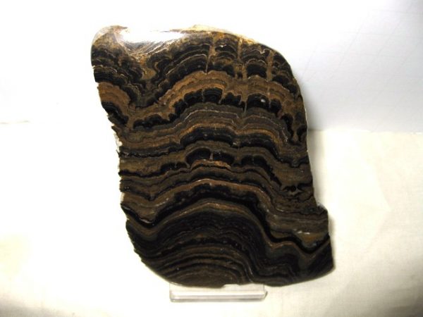 South American Cochabamba Stromatolite #3