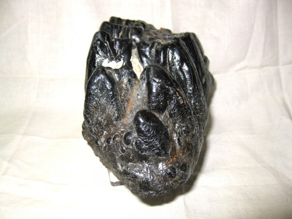 Gomphotherium Tooth #3 - Image 2