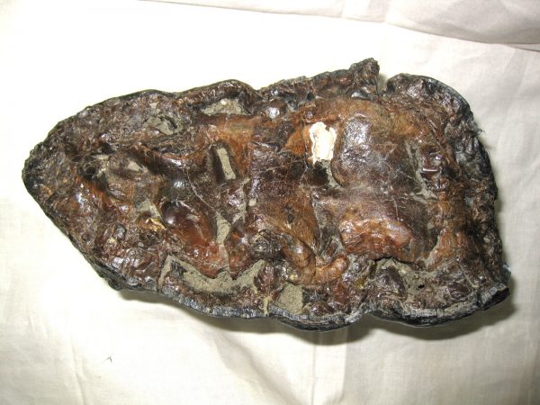 Gomphotherium Tooth #3 - Image 3