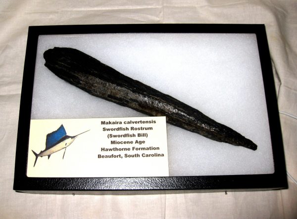 Miocene Age Swordfish Rostrum #1