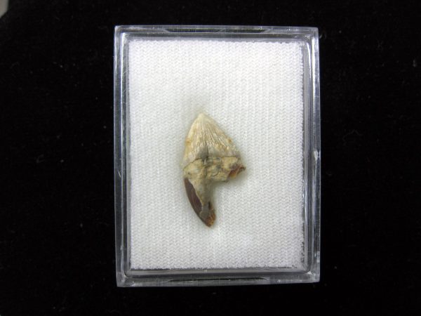 Squalodon "Shark Tooth Whale" Tooth #10