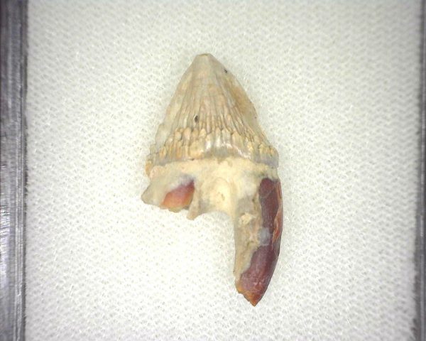 Squalodon "Shark Tooth Whale" Tooth #10 - Image 3