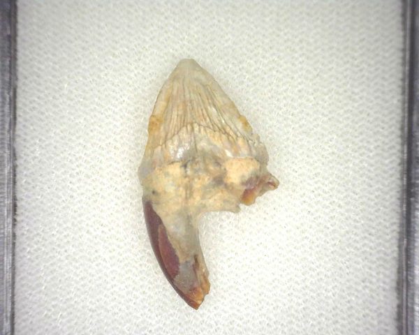 Squalodon "Shark Tooth Whale" Tooth #10 - Image 2