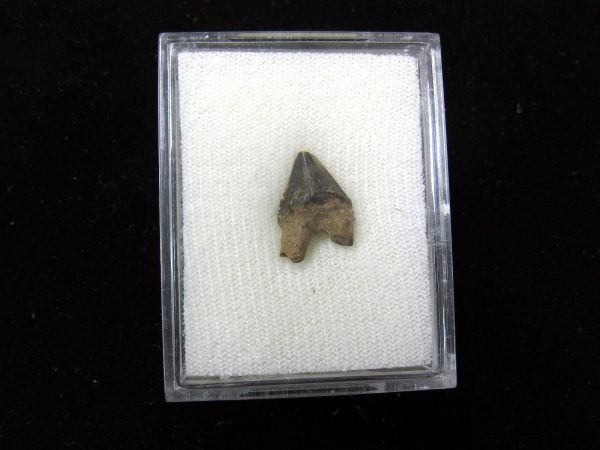 Squalodon "Shark Tooth Whale" Tooth #3