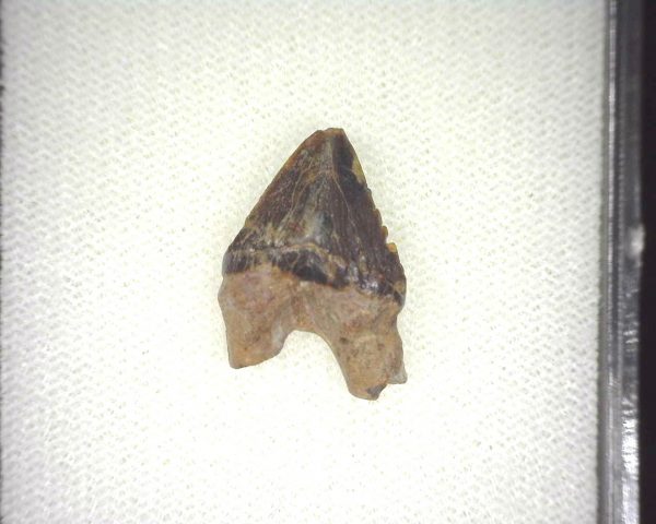 Squalodon "Shark Tooth Whale" Tooth #3 - Image 3