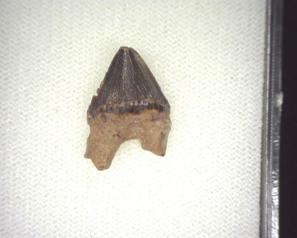 Squalodon "Shark Tooth Whale" Tooth #3 - Image 2