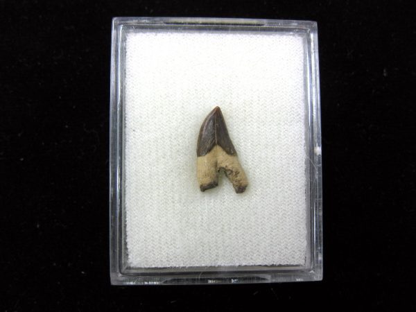 Squalodon "Shark Tooth Whale" Tooth #4