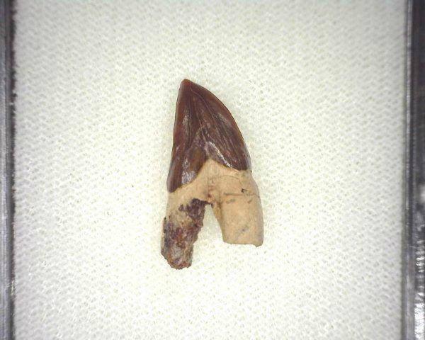 Squalodon "Shark Tooth Whale" Tooth #4 - Image 2