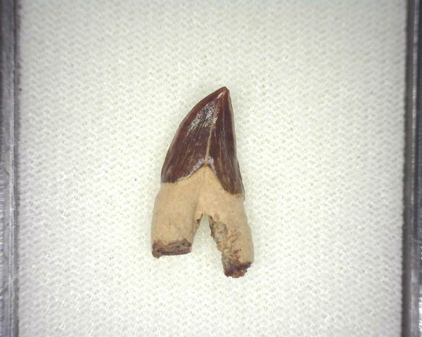 Squalodon "Shark Tooth Whale" Tooth #4 - Image 3