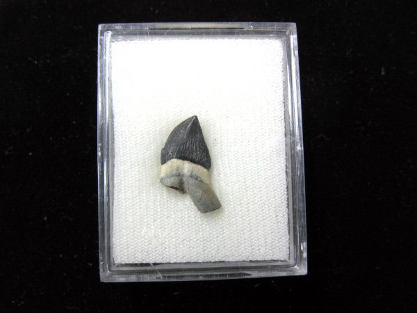 Squalodon "Shark Tooth Whale" Tooth #5