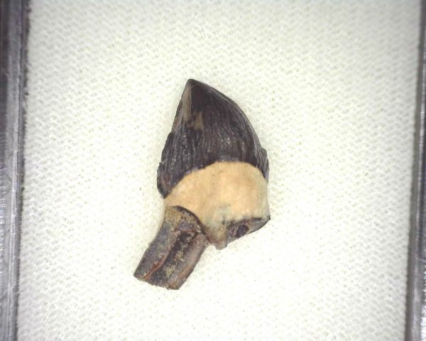 Squalodon "Shark Tooth Whale" Tooth #5 - Image 2