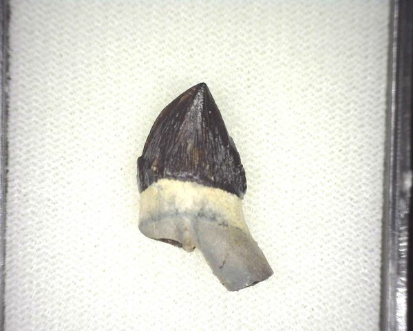 Squalodon "Shark Tooth Whale" Tooth #5 - Image 3