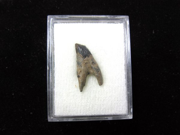 Squalodon "Shark Tooth Whale" Tooth #6