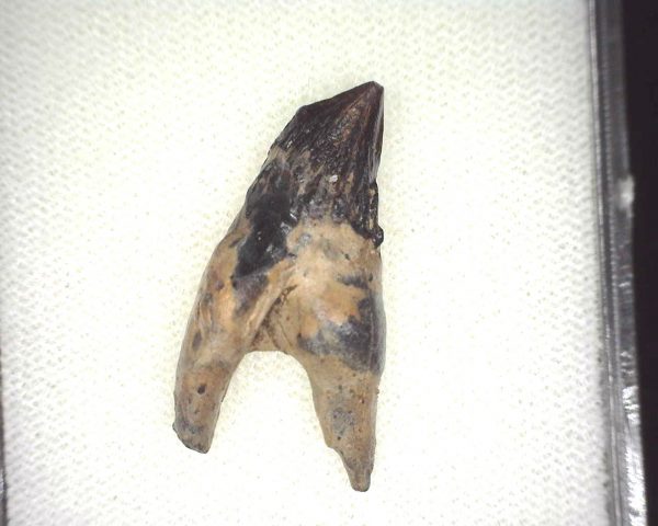 Squalodon "Shark Tooth Whale" Tooth #6 - Image 2