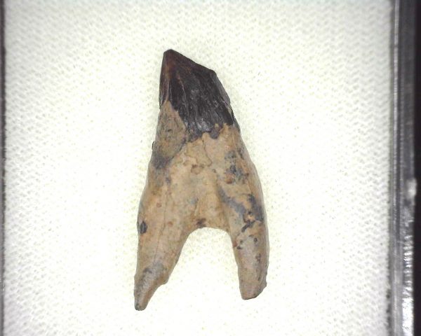 Squalodon "Shark Tooth Whale" Tooth #6 - Image 3