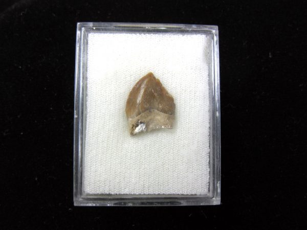 Squalodon "Shark Tooth Whale" Tooth #7