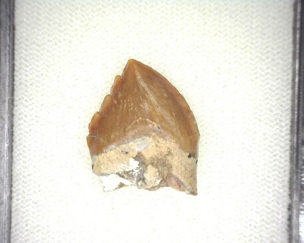 Squalodon "Shark Tooth Whale" Tooth #7 - Image 2