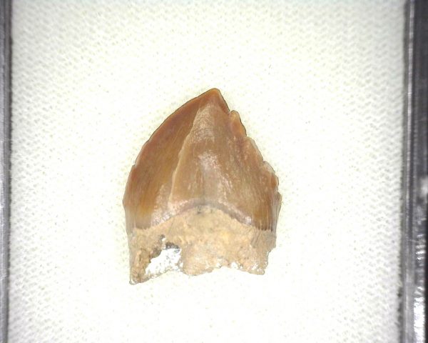 Squalodon "Shark Tooth Whale" Tooth #7 - Image 3