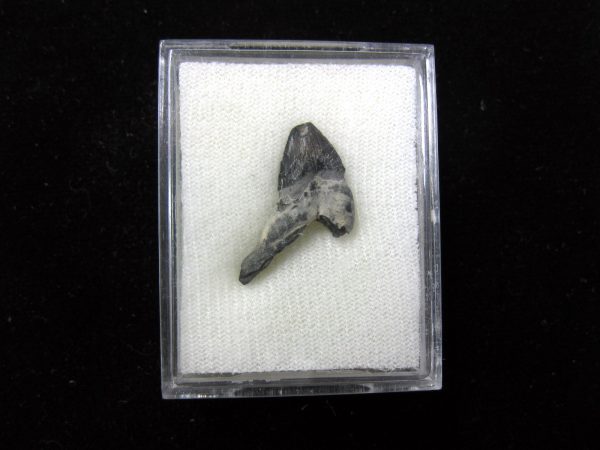 Squalodon "Shark Tooth Whale" Tooth #8