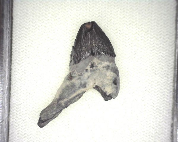 Squalodon "Shark Tooth Whale" Tooth #8 - Image 2