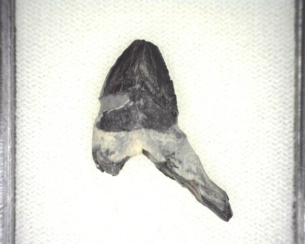 Squalodon "Shark Tooth Whale" Tooth #8 - Image 3