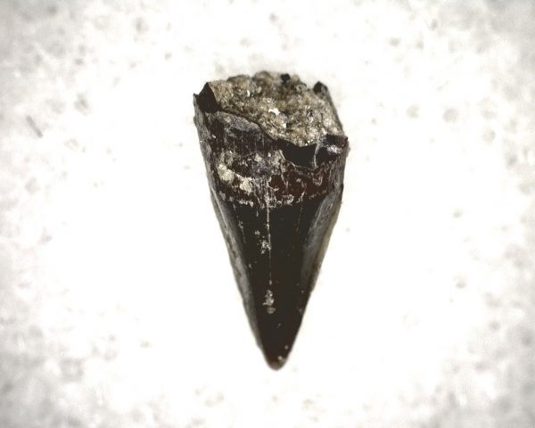 Champsosaurus Reptile Tooth #10