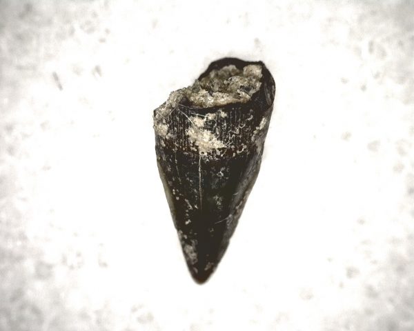 Champsosaurus Reptile Tooth #10 - Image 3