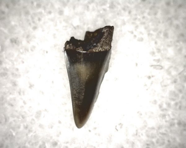 Champsosaurus Reptile Tooth #11