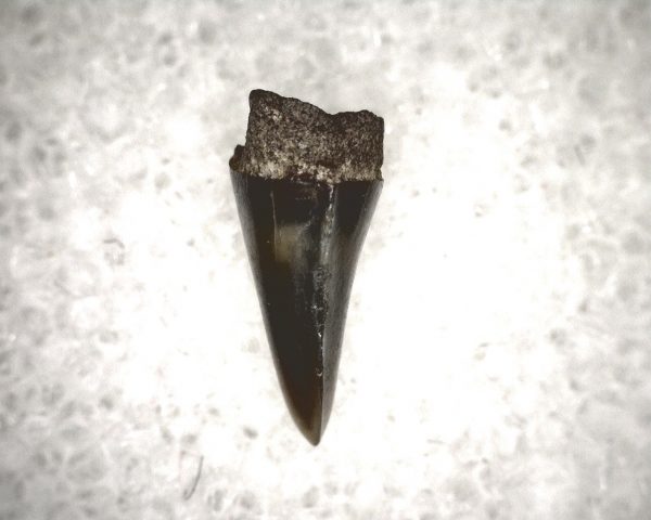 Champsosaurus Reptile Tooth #11 - Image 3