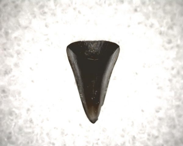 Champsosaurus Reptile Tooth #12