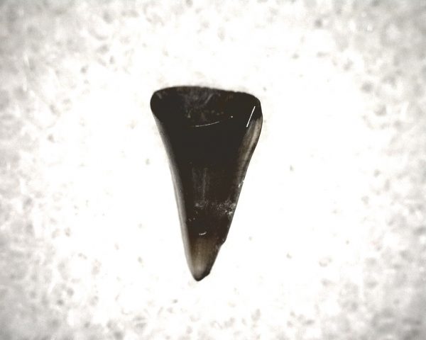 Champsosaurus Reptile Tooth #12 - Image 3