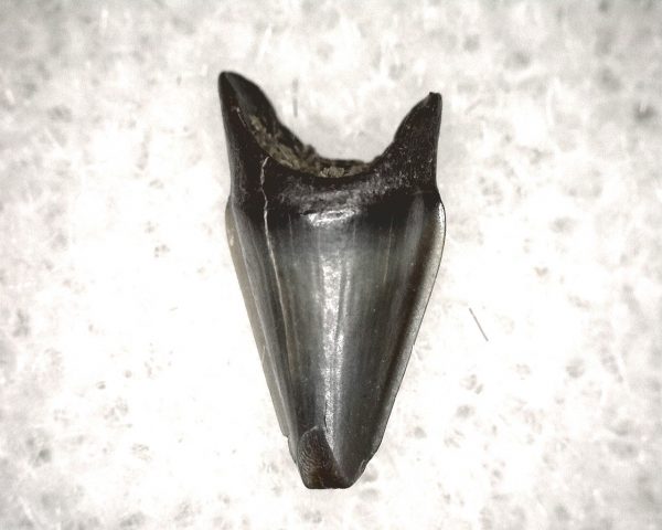 Champsosaurus Reptile Tooth #13